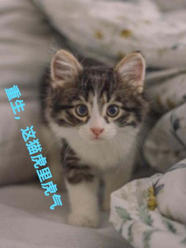 重生猫怎么样
